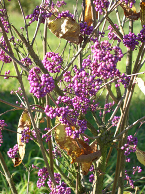 sentier_botanique